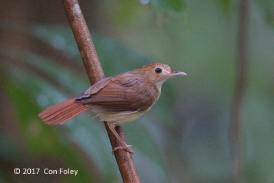 Babbler, Ferruginous @ Langchan