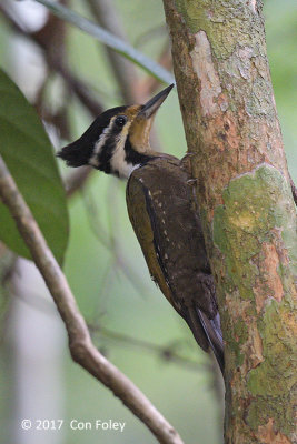 Woodpecker, Olive-backed (female)