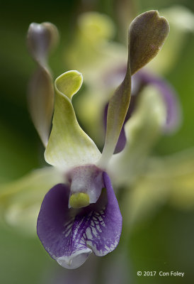 Obama Orchid