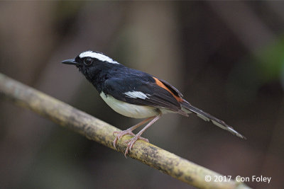 Shama, White-browed (male) @ Puning Trail