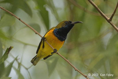 Sunbird, Olive-backed (male) @ Bidadari