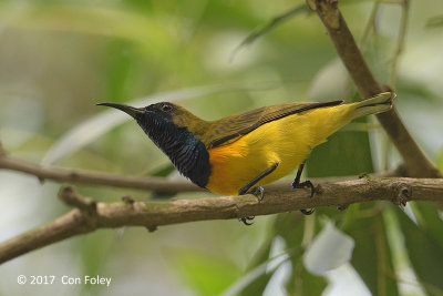 Sunbird, Olive-backed (male) @ Bidadari