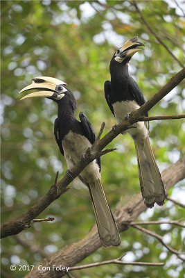 Hornbill, Oriental Pied (pair) @ Bidadari