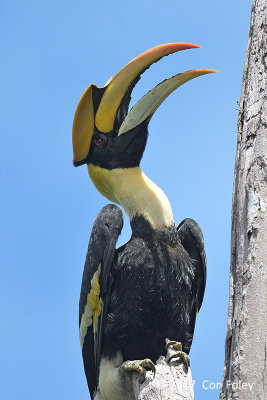 Hornbill, Great (male) @ Bukit Tinggi