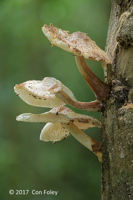 Mushroom @ Venus Loop