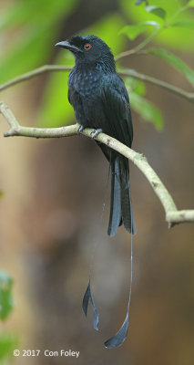 Drongo, Greater Racket-tailed @ Hindhede