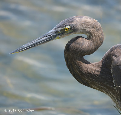 Heron, Great-billed @ Satay by the Bay