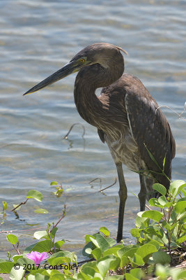 Heron, Great-billed @ Satay by the Bay