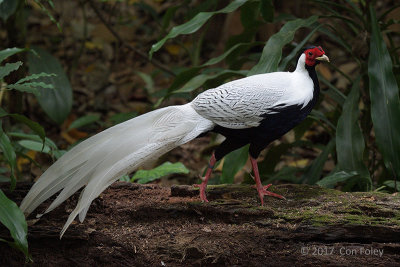 Pheasant, Silver (male) @ SBG