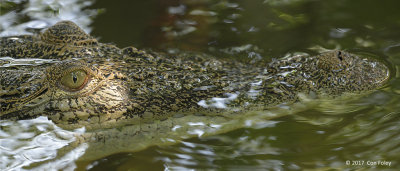 Crocodile, Saltwater @ SBWR