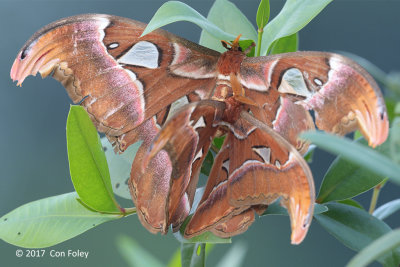 Atlas Moth (mating pair) @ NTL2