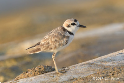 Plover, Malaysian (juv male) @ Marina East Drive