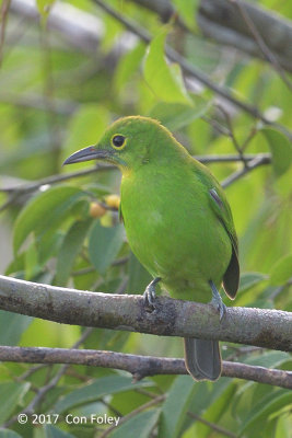 Leafbird, Greater Green (female) @ Jelutong Tower