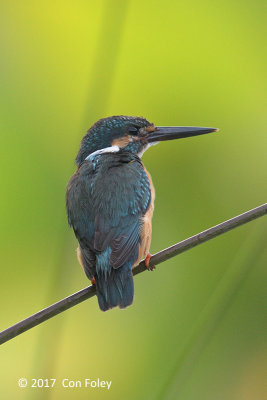 Kingfisher, Common (male) @ Pasir Ris Park