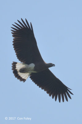 Eagle, Grey-headed Fish @ NTL2