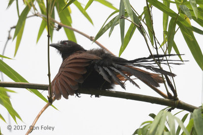 Coucal, Philippine @ Dolores