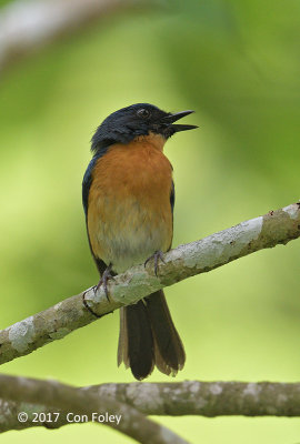 Flycatcher, Mangrove Blue (male) @ Dolores