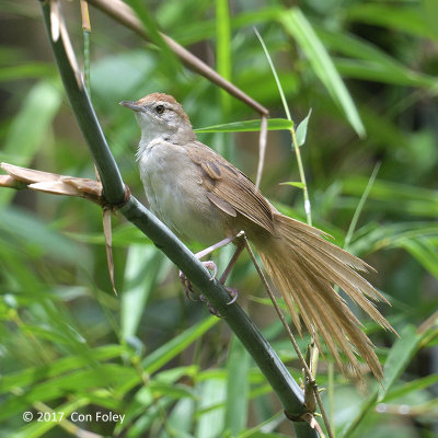 Grassbird, Tawny @ Dolores