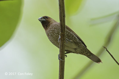 Munia, Scaly-breasted @ Dolores