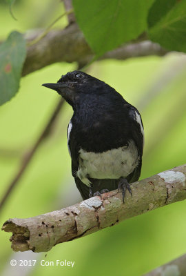 Robin, Philippine Magpie @ Dolores