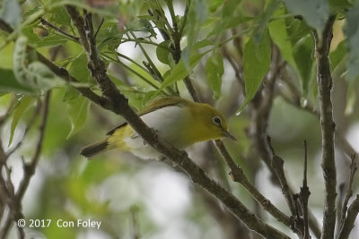 White-eye, Lowland 