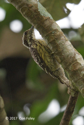 Woodpecker, Philippine Pygmy @ Dolores