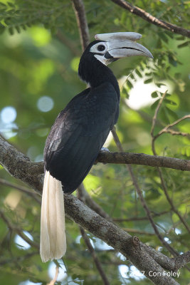 Hornbill, Palawan