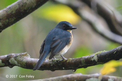 Flycatcher, Palawan Blue (male) @ Banong Bridge