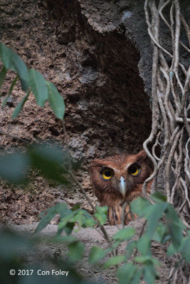 Owl, Philippines Eagle @ Angono-Binangonan Petroglyphs