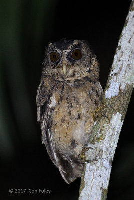 Owl, Palawan Scops