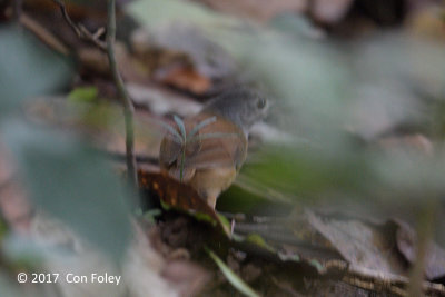 Babbler, Ashy-headed @ Irawan Eco Park