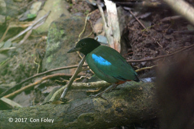 Pitta, Western Hooded @ Irawan Eco Park