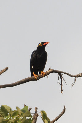 Myna, Common Hill @ Zig Zag Road