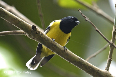 Tit, Palawan @ Irawan Eco Park