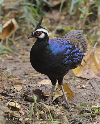 Pheasant, Palawan Peacock