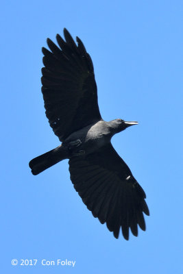 Crow, Slender-billed @ Irawan Eco Park