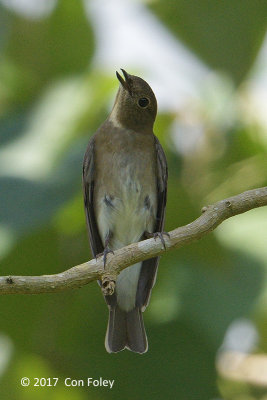 Flycatcher, Asian Brown @ Irawan Eco Park