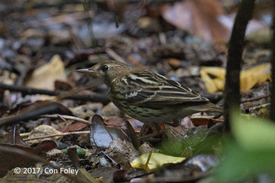 Pipit, Pechora @ Mt. Makiling