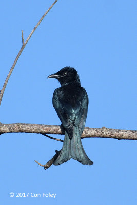 Drongo, Hair-crested @ near Bonong Bridge