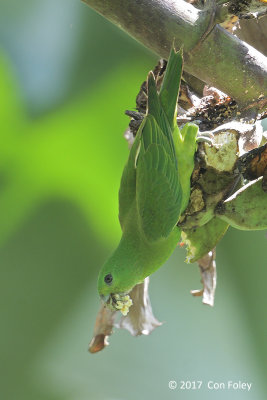 Racket-tail, Blue-headed @ Iwahig Penal Colony