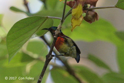 Sunbird, Purple-throated @ Irawan Eco Park