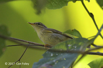 Warbler, Arctic @ Irawan Eco Park