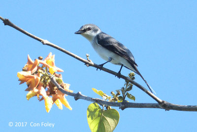 Minivet, Ashy @ Irawan Eco Park