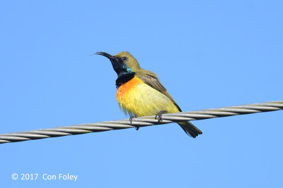 Sunbird, Olive-backed (male) @ Irawan Eco Park