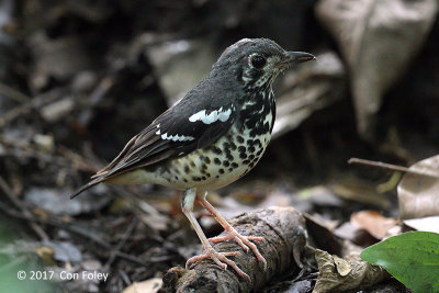 Thrush, Ashy @ La Mesa Eco Park