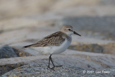 Stint, Red-necked @ Marina East Drive