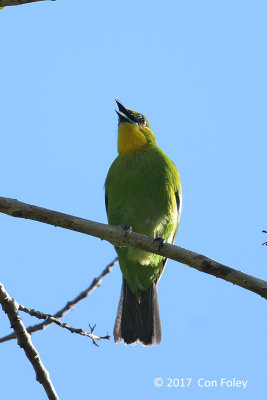 Leafbird, Yellow-throated