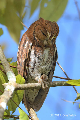 Owl, Oriental Scops