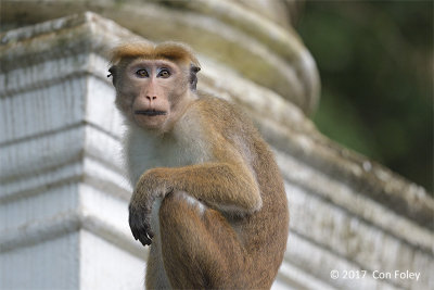 Toque Macaque @ Bodhinagala