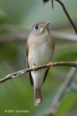 Flycatcher, Brown-breasted 